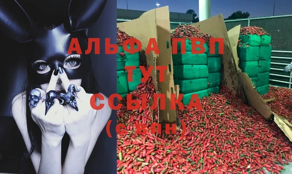 ECSTASY Алзамай